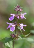 Stachys palustris. Соцветие. Карелия, Заонежье, о. Сал, разнотравный луг на каменистом берегу. 18.08.2016.