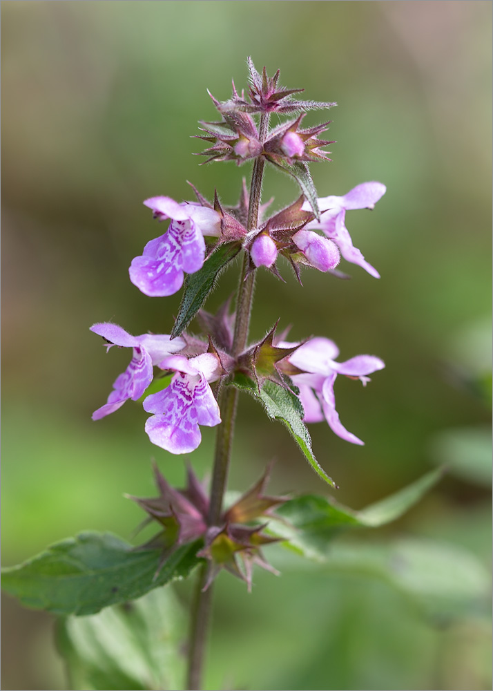 Image of Stachys palustris specimen.