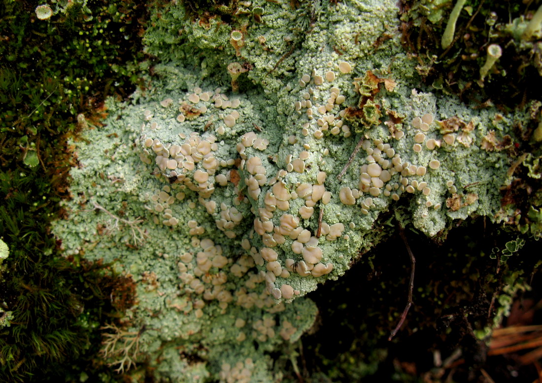 Image of Icmadophila ericetorum specimen.