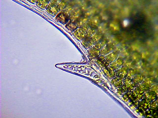 Image of Atrichum undulatum specimen.