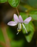 Cleome rutidosperma. Цветок. Таиланд, о-в Пхукет, курорт Ката, пустырь между домами. 12.01.2017.