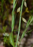 Polygala monspeliaca