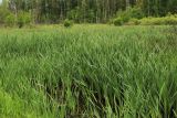 Typha latifolia