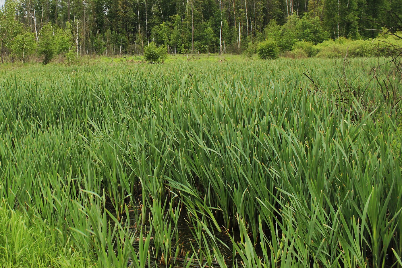 Изображение особи Typha latifolia.