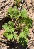 Ranunculus oxyspermus