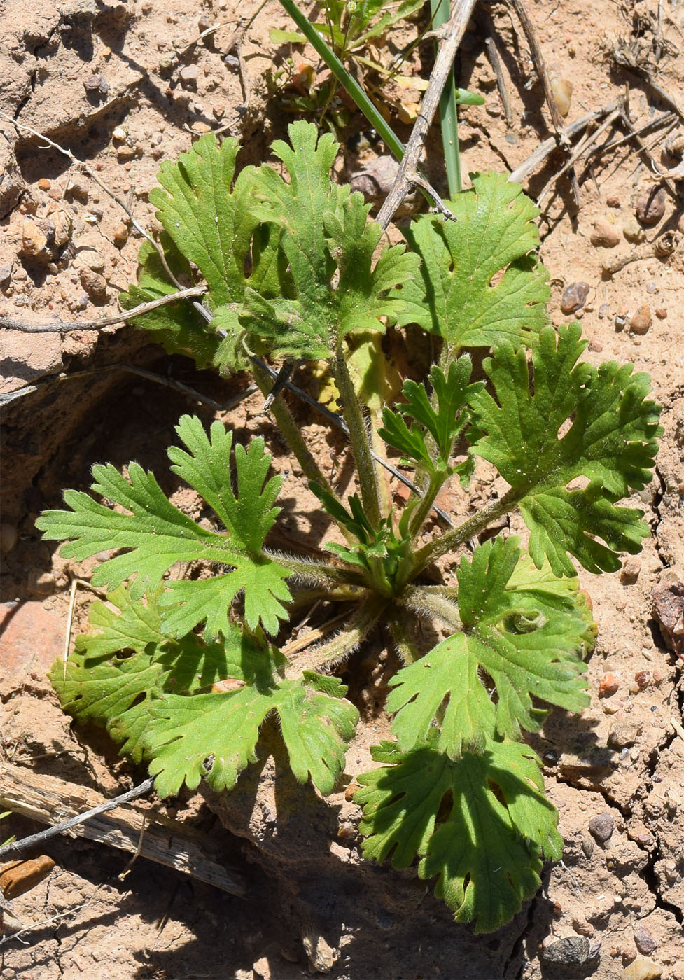 Image of Ranunculus oxyspermus specimen.