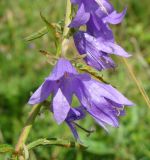 Campanula rapunculoides. Фрагмент соцветия. Республика Мордовия, Ромодановский р-н, окр. с. Вырыпаево, луг на открытом склоне. 16 июля 2015 г.