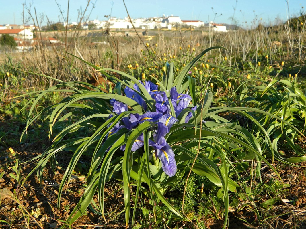 Image of Juno planifolia specimen.