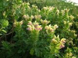 Scutellaria adsurgens