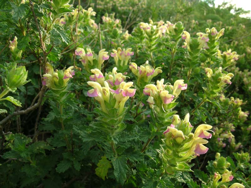 Image of Scutellaria adsurgens specimen.