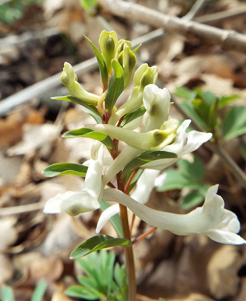 Image of Corydalis teberdensis specimen.