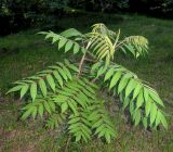 genus Rhus. Молодое растение. Приморский край, Уссурийский городской округ, окр. с. Горно-Таёжное, Дендрарий ГТС им. Комарова. 06.07.2016.