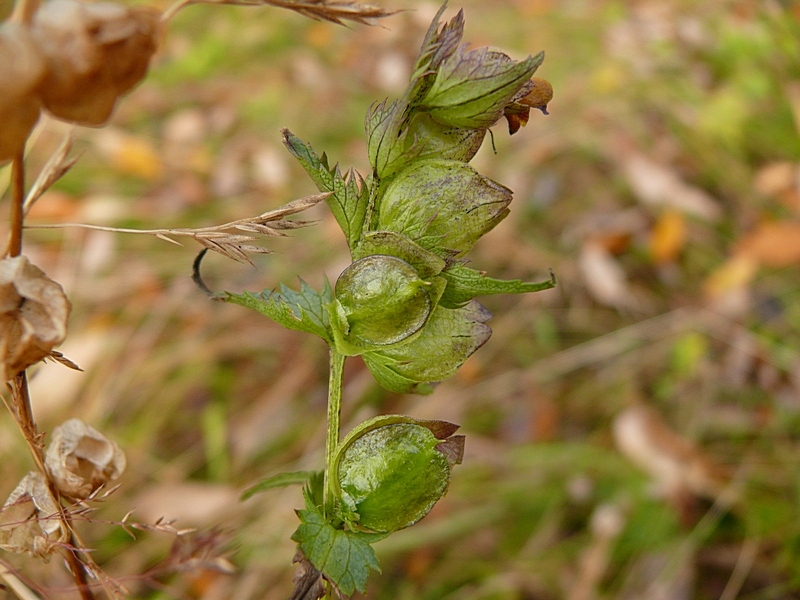 Image of Rhinanthus groenlandicus specimen.