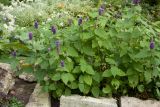 Agastache rugosa