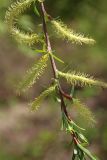 Salix eleagnos. Верхушка побега с мужскими соцветиями. Узбекистан, г. Ташкент, Ботанический сад им. Ф.Н. Русанова. 09.04.2017.