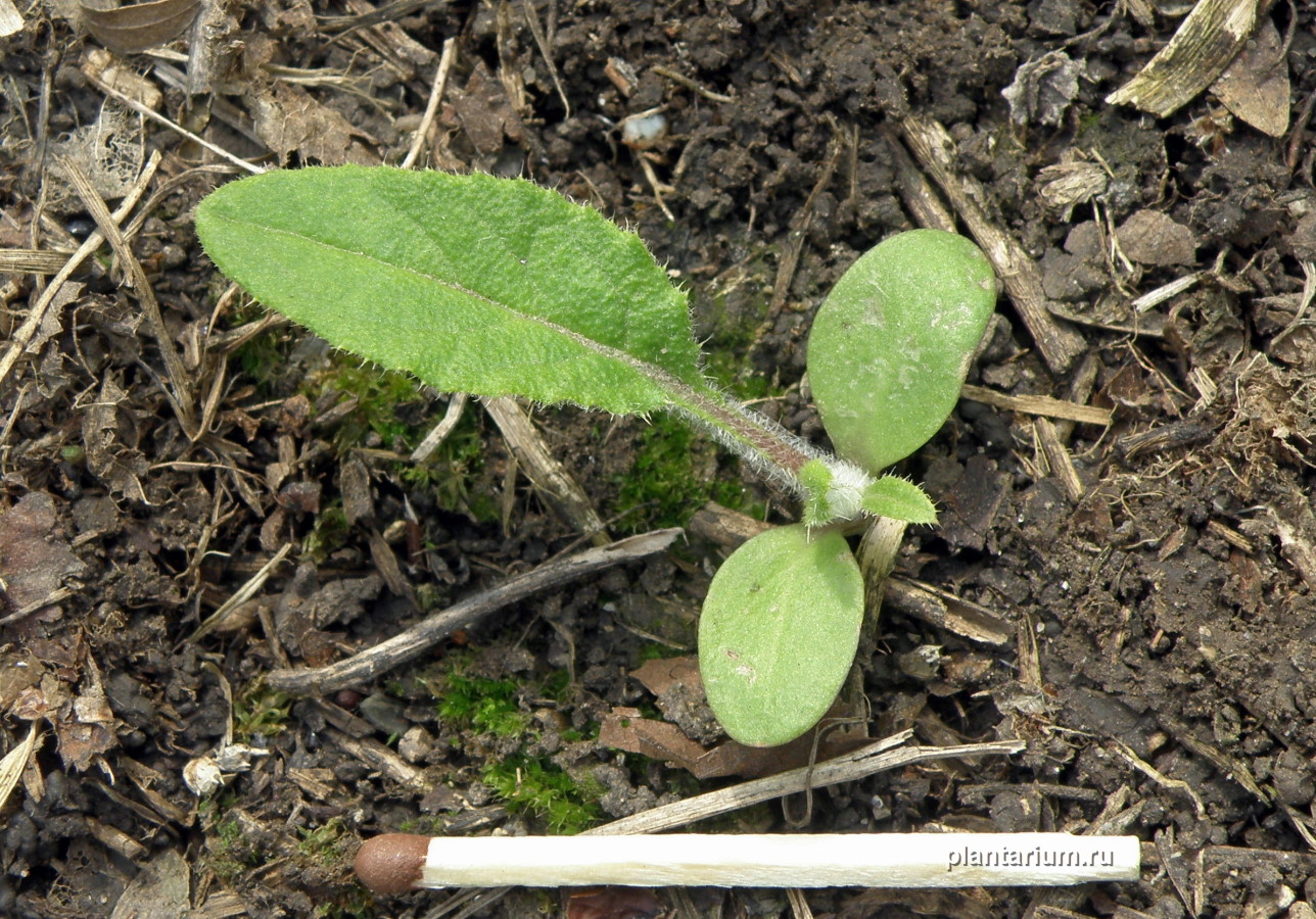 Изображение особи Cirsium serrulatum.