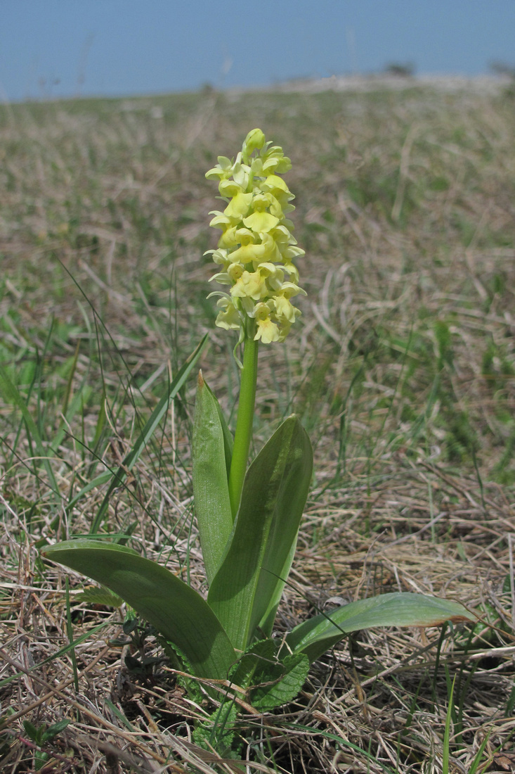 Image of Orchis pallens specimen.