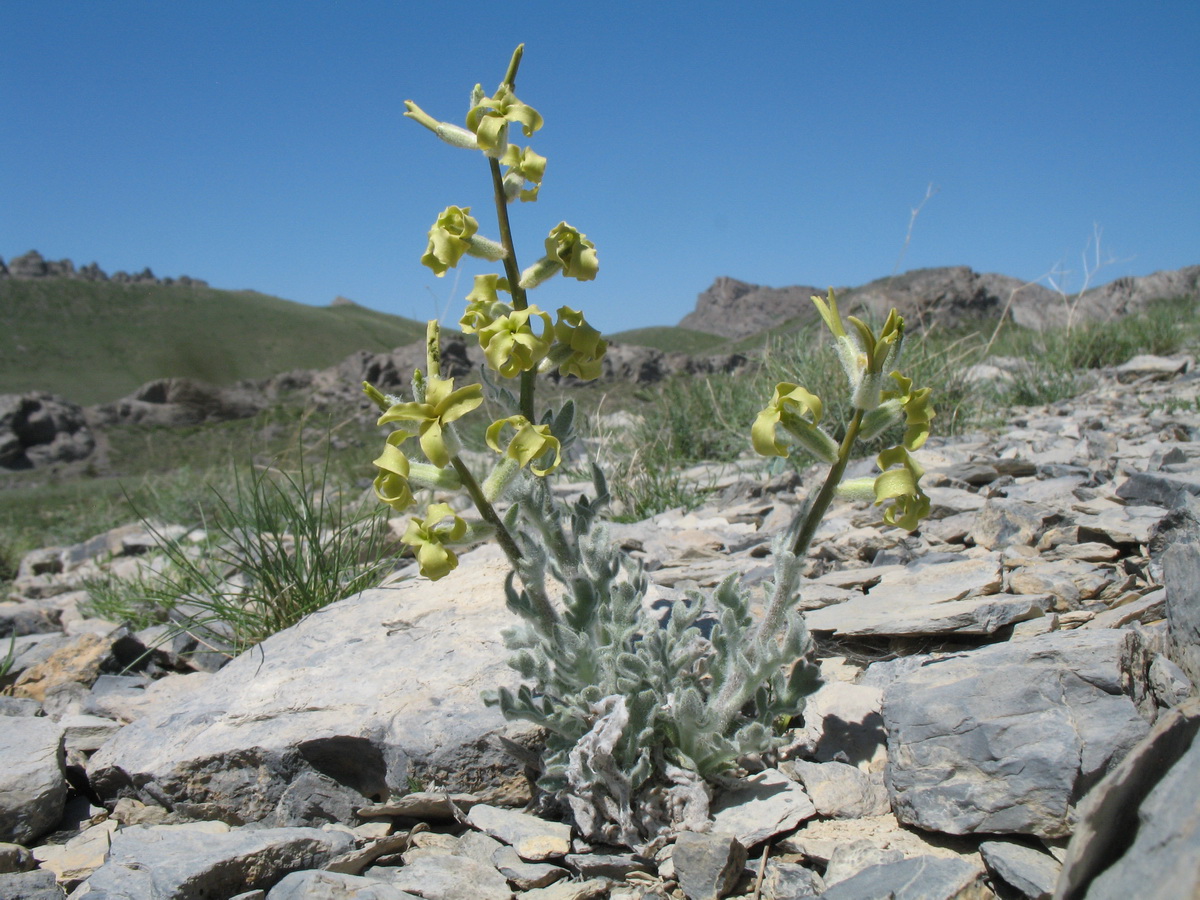 Image of Matthiola tianschanica specimen.