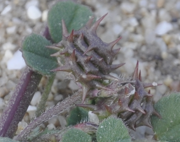 Изображение особи род Medicago.