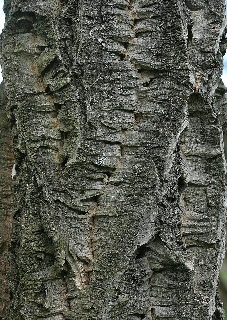 Image of Phellodendron amurense specimen.