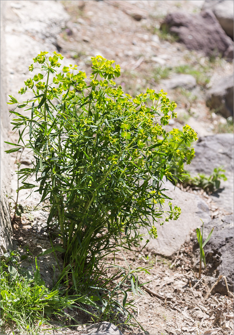 Изображение особи Euphorbia virgata.