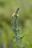 Verbascum lychnitis. Верхушка расцветающего растения. Ростовская обл., Мясниковский р-н, Чулекская балка, степь. 16.06.2017.