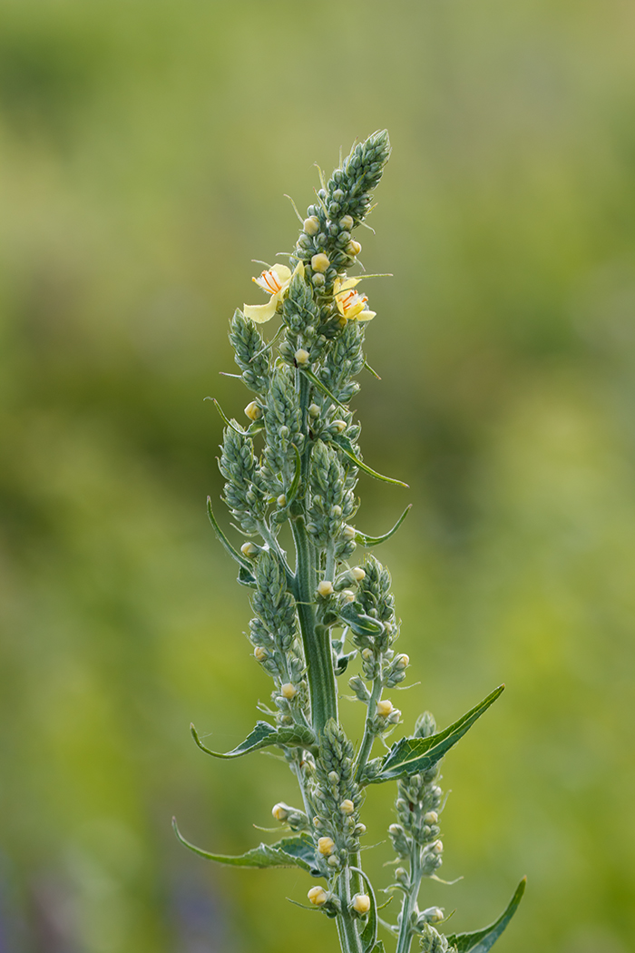 Изображение особи Verbascum lychnitis.