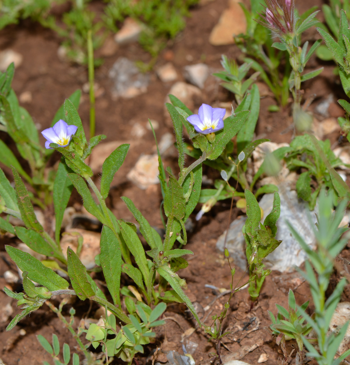 Изображение особи Convolvulus pentapetaloides.