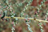 Salsola dendroides