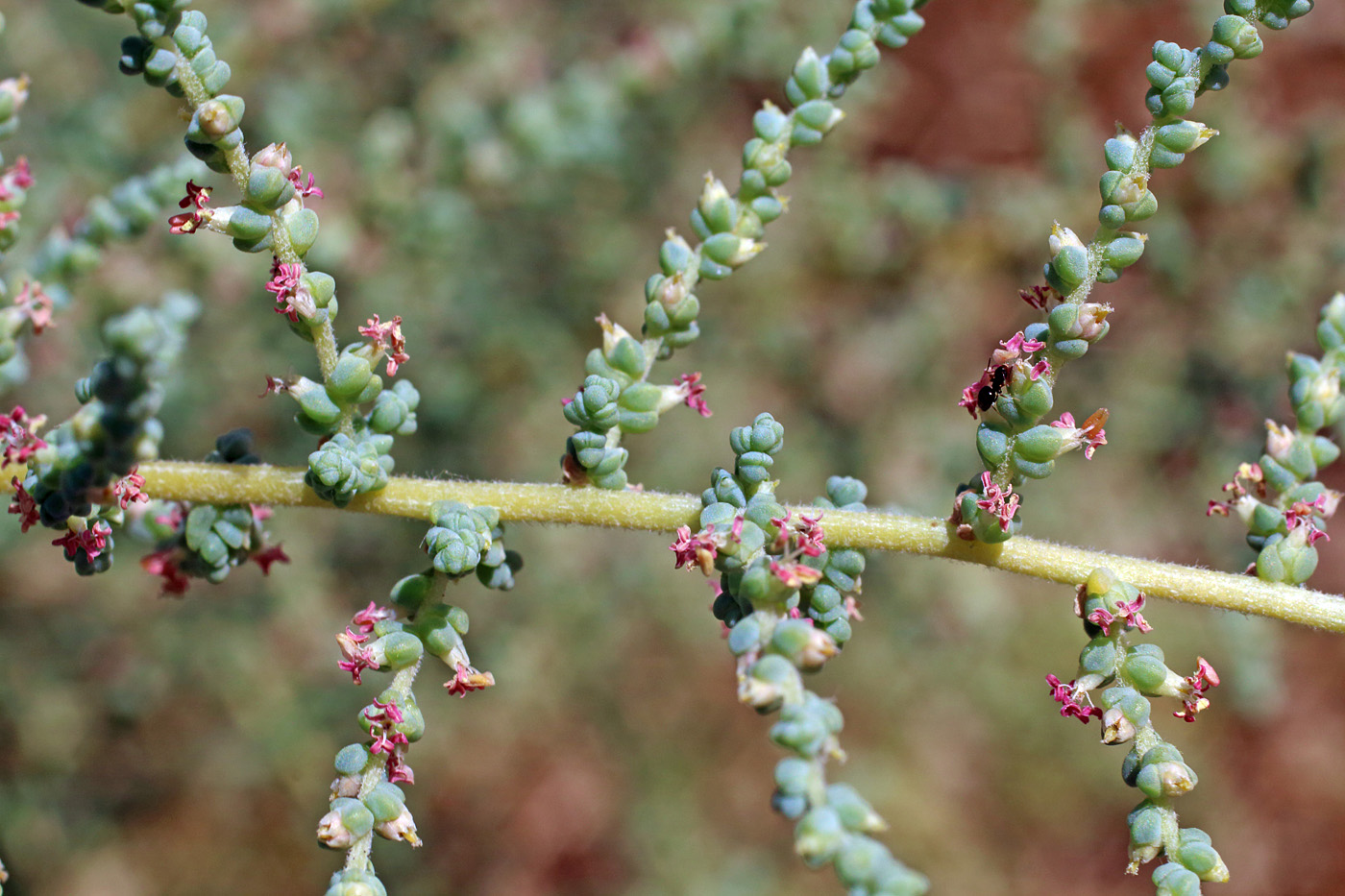 Изображение особи Salsola dendroides.