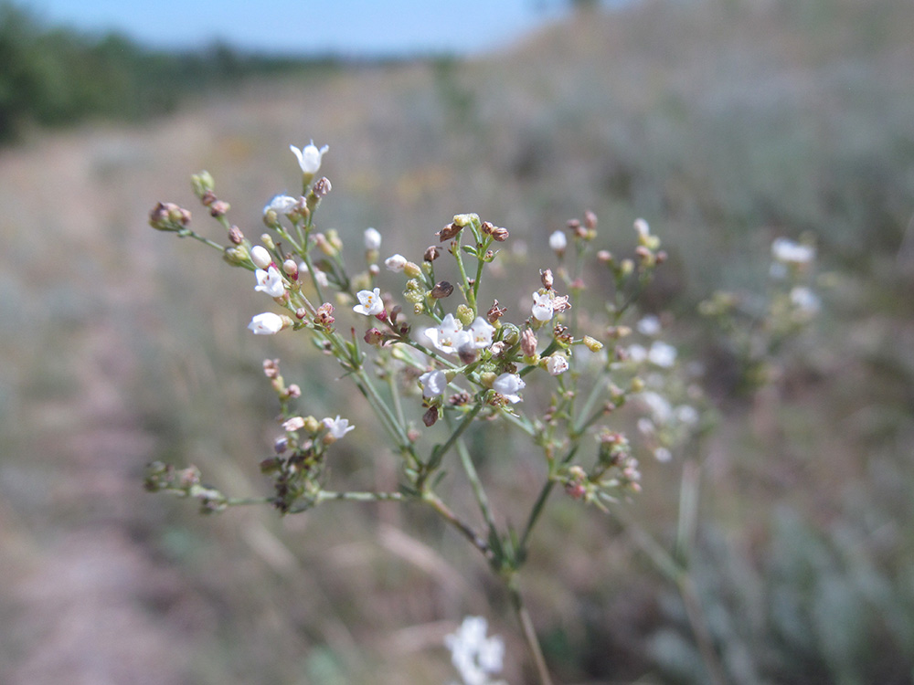 Изображение особи Galium octonarium.