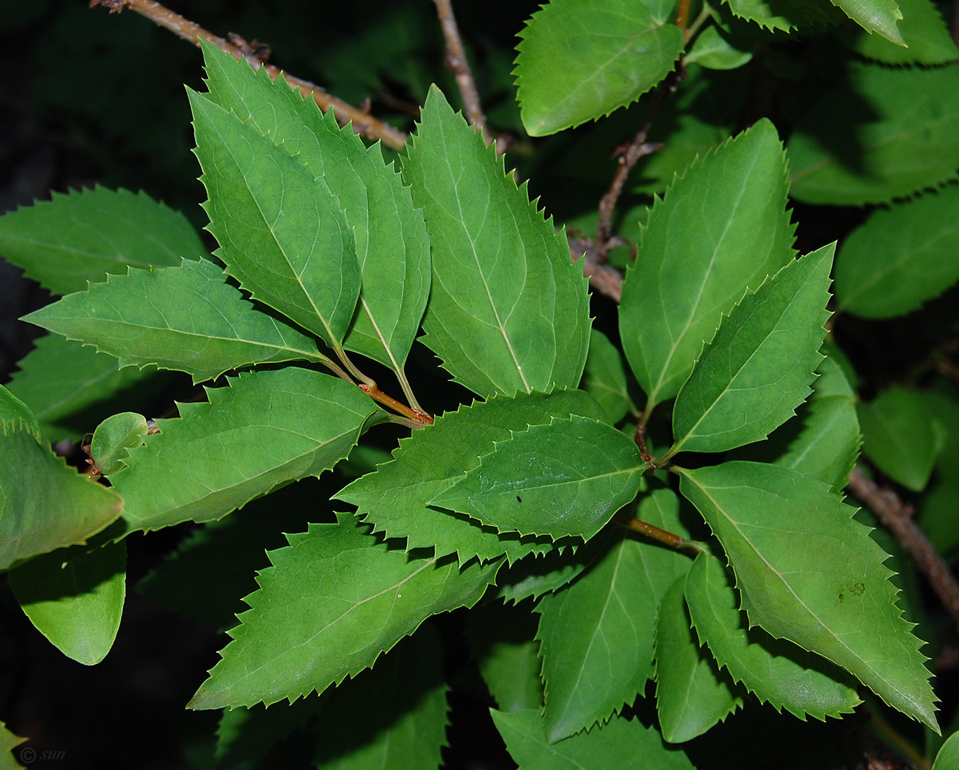 Image of genus Forsythia specimen.