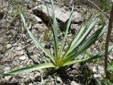 Eremurus thiodanthus. Зацветающее растение. Крым, Ялта, Штангеевская тропа. 19.04.2010.