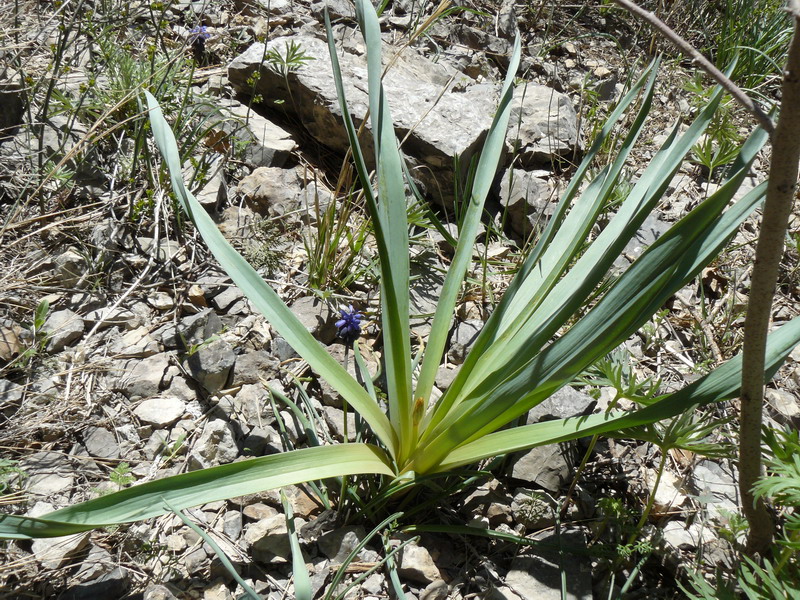 Image of Eremurus thiodanthus specimen.