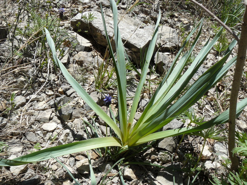 Изображение особи Eremurus thiodanthus.