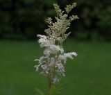 Filipendula ulmaria