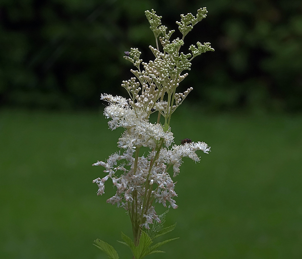 Image of Filipendula ulmaria specimen.