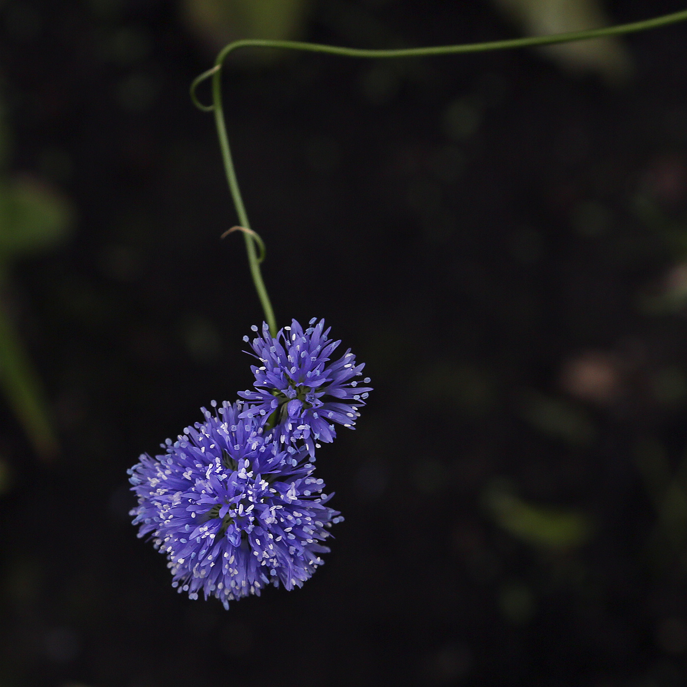 Image of Gilia capitata specimen.
