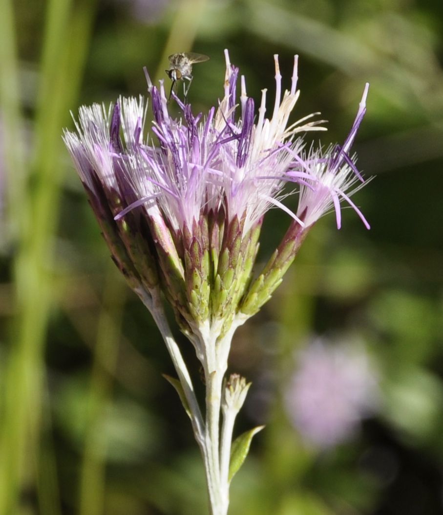 Изображение особи Staehelina uniflosculosa.