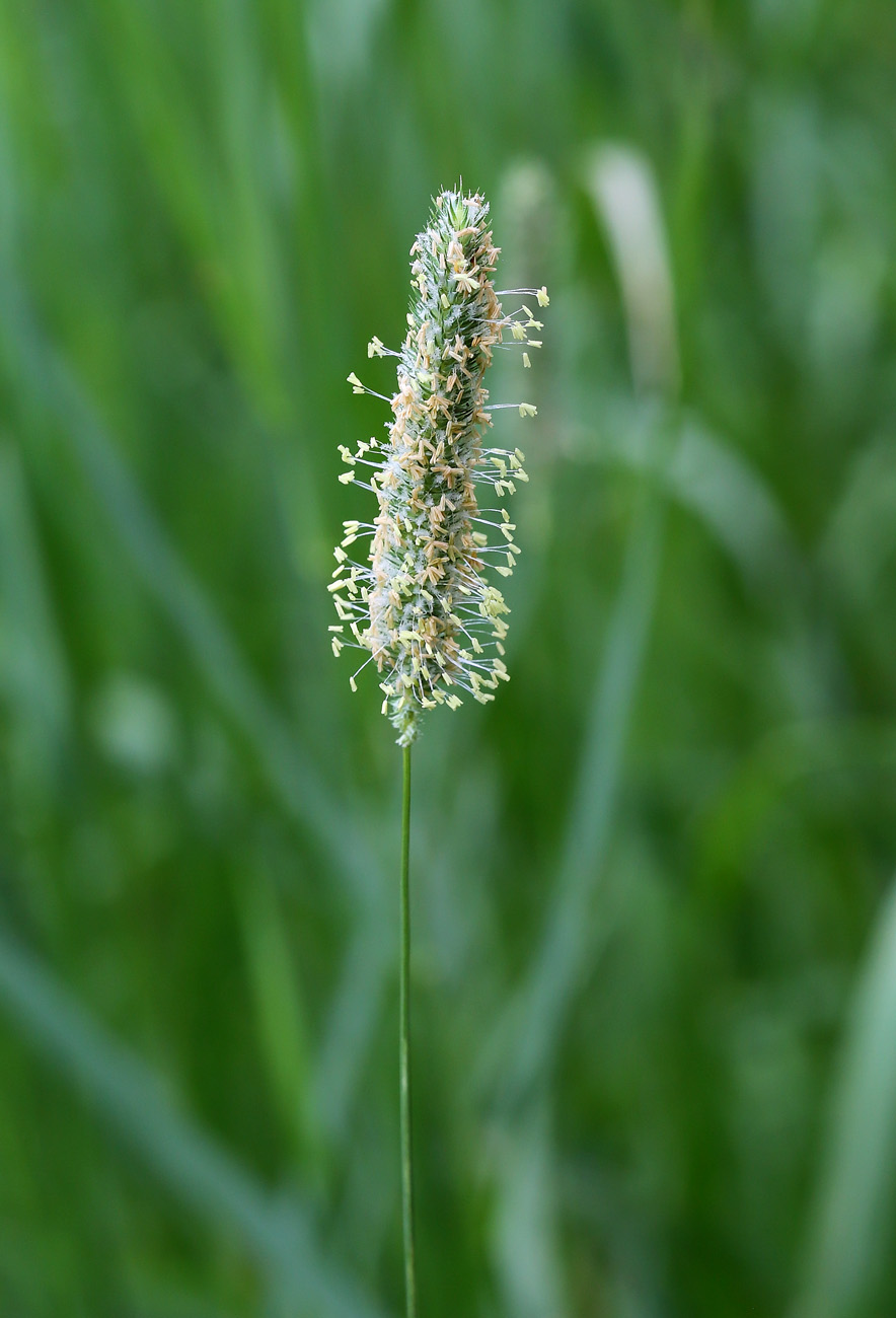 Image of Phleum pratense specimen.