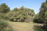 Melaleuca halmaturorum