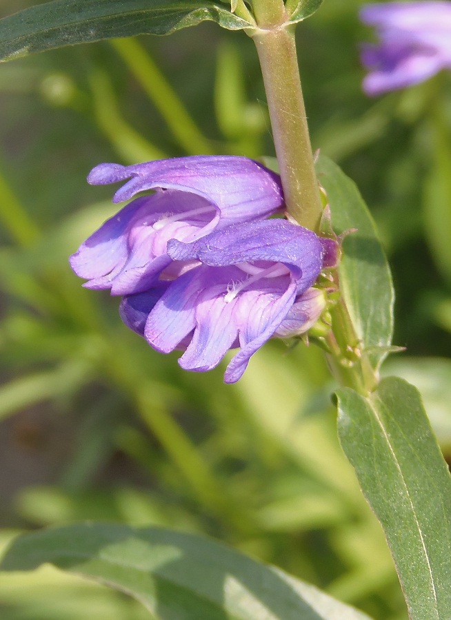 Image of familia Scrophulariaceae specimen.