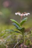 Chimaphila umbellata. Цветущее растение. Ленинградская обл., Кингисеппский р-н, Кургальский п-ов, окр. дер. Тисколово, хвойный лес. 14.07.2011.