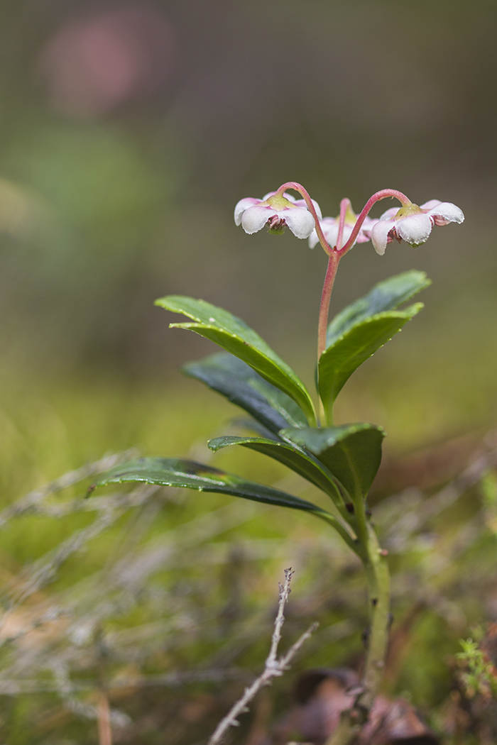 Изображение особи Chimaphila umbellata.