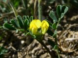 Hippocrepis biflora