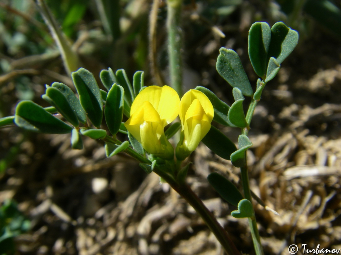 Изображение особи Hippocrepis biflora.