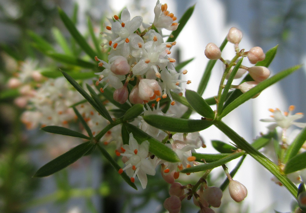 Image of Asparagus densiflorus specimen.