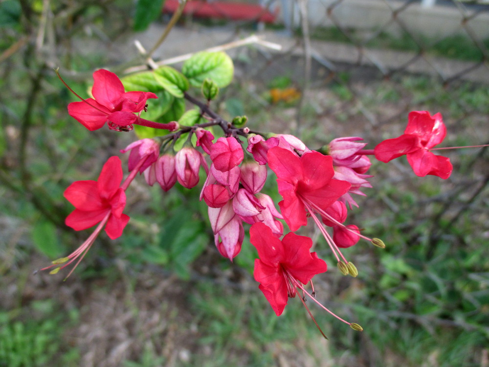 Image of Clerodendrum &times; speciosum specimen.