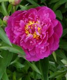 Paeonia lactiflora. Цветок (махровый культивар). Восточный Казахстан, Уланский р-н, с. Украинка, дачный участок. 10.06.2016.
