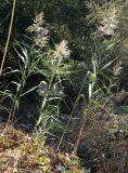 Phragmites australis